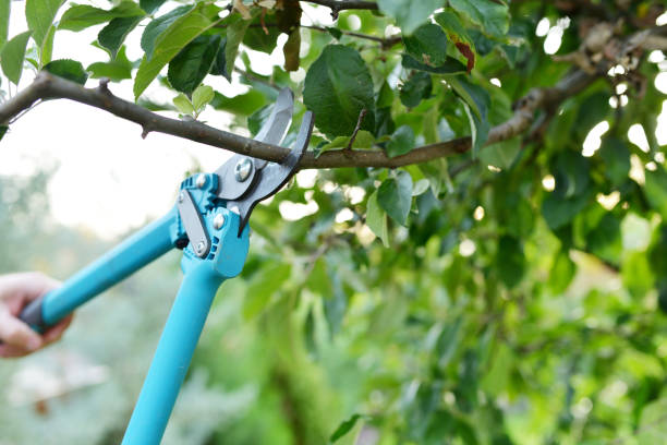 Best Tree Pruning Services  in Graton, CA